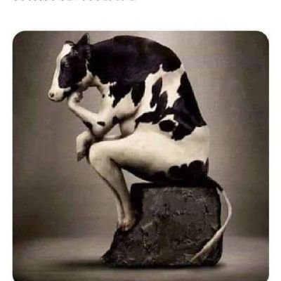 cow_traffic Profile Picture