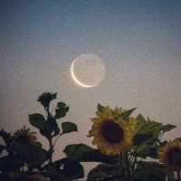 iqra khizar (@rev_eus_e) 's Twitter Profile