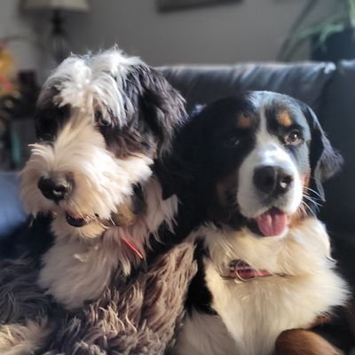 random dog lover loves bernese mountain dogs