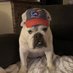 Harley & Zeke (@HarleyBulldog12) Twitter profile photo