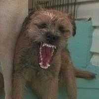 little brown dog (@dualchgwp) 's Twitter Profile Photo little brown dog (@dualchgwp) 's Twitter Profile Photo