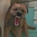 little brown dog (@dualchgwp) Twitter profile photo little brown dog (@dualchgwp) Twitter profile photo