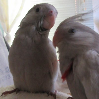 動物や自然大好き。インコ様の下僕。リツイート多め。美しい地球が守られるよう。迷子達の無事帰宅も願います。ツイッター不慣れな上、怒濤の情報量に度々フリーズ。お許しを。I love birds, nature and animals very much.There are cockateils in a house.