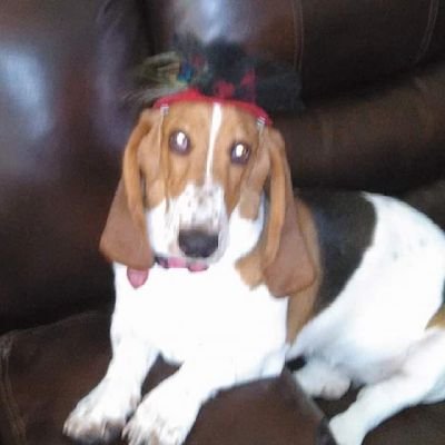 HoundyGirls Profile Picture