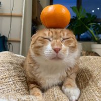 50cc (@50cc) 's Twitter Profile