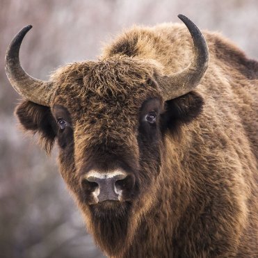 Writing 60 Student at UCI, advocate of animal rights, North American Bison researcher. SAVE THE BISON! #39canimals