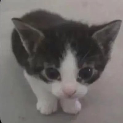 five mil on youtube / been six months / never done before pest