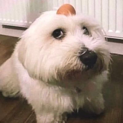 chickenpartyegg's profile picture. fuck