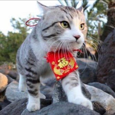 nakamichi_ommu_'s profile picture. 僕の私物をプレゼントして人々を笑顔にする企画を毎日やっています。困ってる奴がいたら放っておかない主義。