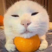 wuh (@joejoyes) 's Twitter Profile