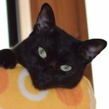 ルネッサンス音楽とバロック音楽が好きで猫を2匹飼っています。
一応彫刻家、アクセサリーデザイナー、レザークラフト作家
アンデイ・アンダーソンのレプリカGUN ベルト&ホルスターを作つています。
何やってんだか~なんでも作るから仕事くれ~
※仕事の依頼以外のダイメはしないでください。