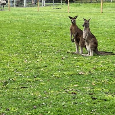 AFlyingBluestar's profile picture. A simple sane local, who wants the best for our community. We are all one people, don't create a divide. God be with you all. Peace out🕊️❄️🦘🦬🐅