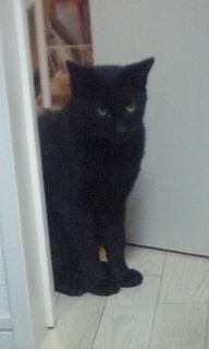 pistol_ohizumi9's profile picture. 昭和後半生まれのいい大人。20↑。水曜どうでしょう、🍒🧙、🐥👑好き。 金カムの沼にハマっています。菊有、鯉月、右尾、右月派。 ちいかわの推しはくりまんちゃんとシーサーちゃんです。9️⃣🐉信好き。Winnie-the-Pooh