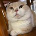 旧唱片 (@jieshibiantai2) Twitter profile photo 旧唱片 (@jieshibiantai2) Twitter profile photo