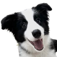 ベイリー🐶ボーダーコリー (@bailey0624_t_) 's Twitter Profile