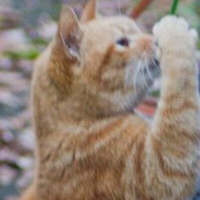 最後から二番目の猫 5 15放送の 第5話には なんとあの方が 栗山ハルカこと益若つばささんが 帰ってくるにゃ ハルカ先生 さらにパワーアップ 千明とのバトルも健在 ぜひ 注目して見てにゃん 最後から二番目の恋 Http T Co D7xx4niioh