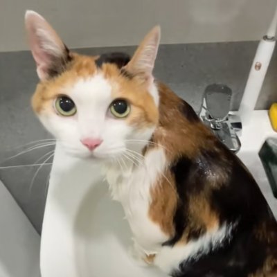 Bubb Profile