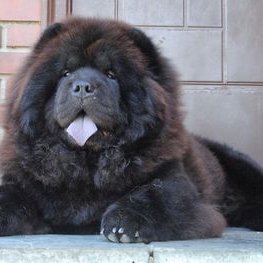 Tommie097419267's profile picture. 