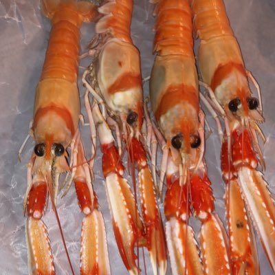 BISHOP4039's profile picture. 