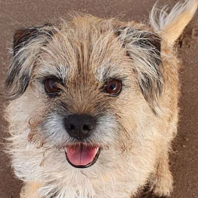 100% full-on Border Terrier! In love with life and every thing in it especially people. I 💖 people! & walks, & hills, & sofas, & holibobs, & food & Bogle & H !