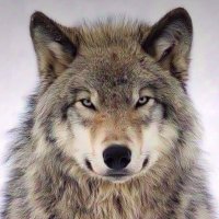 Wolf_social(@Sniper172893) 's Twitter Profile Photo