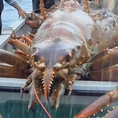 really big lobster is back in control of account

R.I.P Northern Pike, former co-owner of 