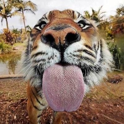 pulimurugan69's profile picture. Grrr...grrr...