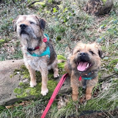 Proud #BTPosse members. Little Brown Dogs with ❤️ full of love. I’m showing my little sister Fargo the ways of the BTPosse! #BTShuttlebus drivers!