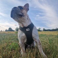 Gismo0109 (@gismo0109) 's Twitter Profile