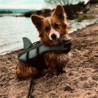 California Corgis Dog Kennel (@ccdk2022) Twitter profile photo