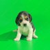 Early Beagle (@xtrataniejaja) Twitter profile photo