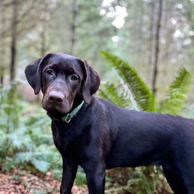 On a mission to make Seattle a Truffle Capital, with our Lab-tested strategy. Truffles, Labs and Mushrooms. From the ground up, we’re digging in.