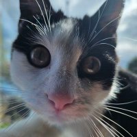 Novacat (@meowingnovas) 's Twitter Profile Photo Novacat (@meowingnovas) 's Twitter Profile Photo