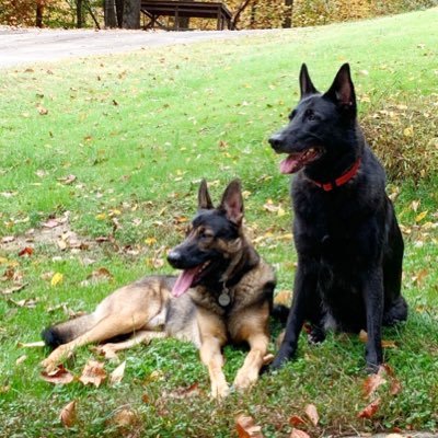 Jack94104843's profile picture. 🐶🐶🐶 ❤️🤍💙