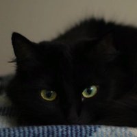 murnata (@murnata2) 's Twitter Profile Photo