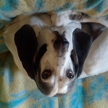 Ariégeoise tout est dit🌿🌿🌿🇨🇵🇨🇵🇨🇵💙🤍❤️💤💤💤🐕🦺🐕🦺🦮🦮🐱🐾🐾🐾
jusqu'à la lie le calice de la honte nous boirons
