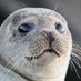 Seal (@sealdisciple) Twitter profile photo Seal (@sealdisciple) Twitter profile photo