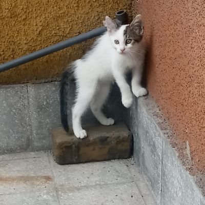 Serestamas4's profile picture. 