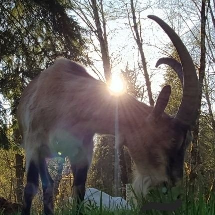 *Modern Homesteading 
*Packgoats
*Backcountry Hunting
*Maximum liberty
*BJJ
*Constitutional absolutist 
*Silvopasture aficionado 
*Nuke the whales