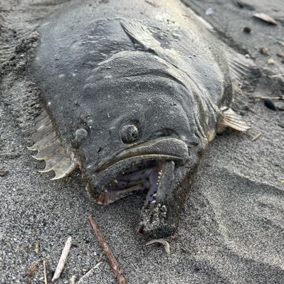 房総ヒラメを狙ってサーフに立つおっさんルアーマンです！釣りデビュー2015年からスタートの若輩者ですが楽しく頑張ってます！どうぞよろしく！！(￣▽￣)#房総ヒラメ #サーフヒラメ #DEEMO #arcaea ゲーム好き♪特に音ゲー♪ https://t.co/beDbEdHOZA