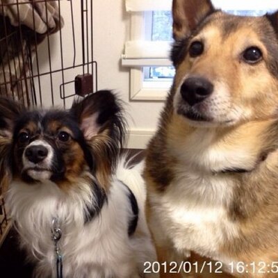 ようにゃん 犬用の眼帯 の作り方を知ってる方いらっしゃいますか 出来たら 口周りを固定では無く 首で固定するタイプで 足でイタズラしても外れないのがベターです 何個か試作してますが 目の辺りがズレてしまって視野が狭くなってるみたいでt T