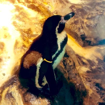 Mosc_trpg0823's profile picture. 卓ゲOG。TRPGはアリアンとかメタガとかドラクルージュ。デレステは小春ちゃん、速水奏さん、ライラさんなど。