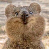 Tommie Kassulke (@tommiekass95589) 's Twitter Profile
