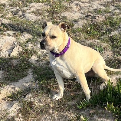 ArmyMom93420's profile picture. Faithful and loyal. Love God and Country. Retired Law Enforcement @ArmyMom90260