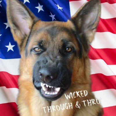#WickedMadnessParty #WMPWolfPack
Don't worry about the dog. It's #WickedsAngels that are vicious!

Patriot 🇺🇲
