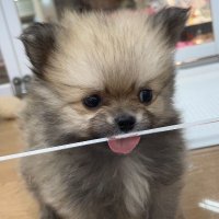 ใตใใใจ๐ถ๐พ@ใใก๏ผๆญณ๐๐๐ (@felt_pome) 's Twitter Profile