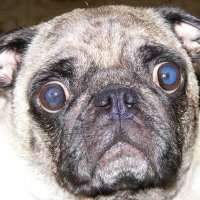 Dana Quitzon (@dquitzon9246) 's Twitter Profile
