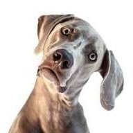 Dog Gone (@dogisgoneit) 's Twitter Profile