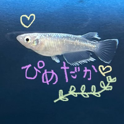 メダカやドジョウ、グッピー、エビ、ヨシノボリなどなど育てています🐟🐟🐟 Xもメダカ飼育も初心者ですが、どうぞよろしくお願いします🔰無言フォローご容赦ください🙏