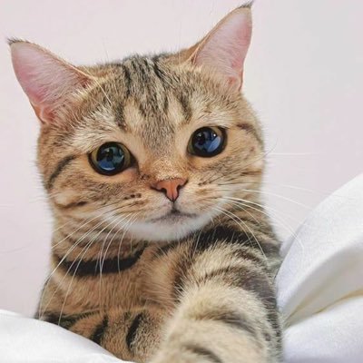 mint4fun's profile picture. 币圈挣钱盘圈花，一分别想带回家